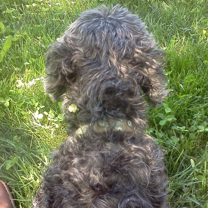 button in clover 5-12-13 (2) copy