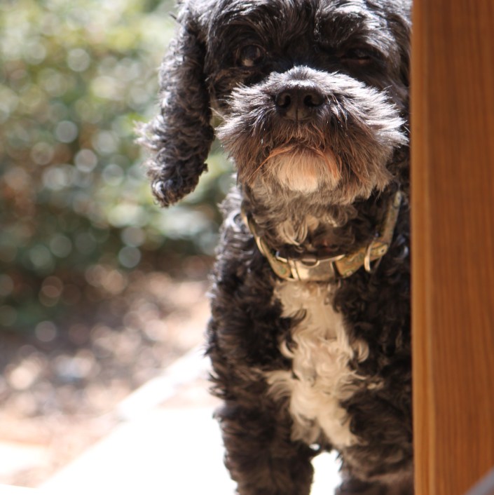 Independence 2011 019