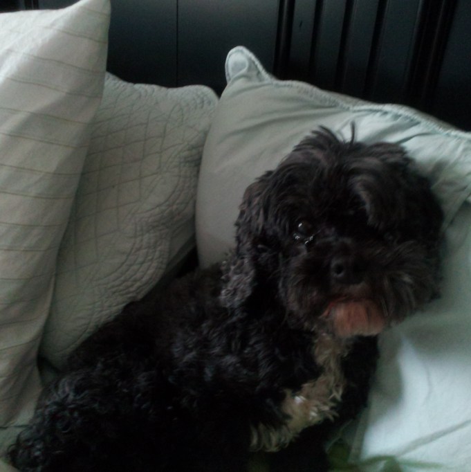 sick day 11-13-11 - Copy