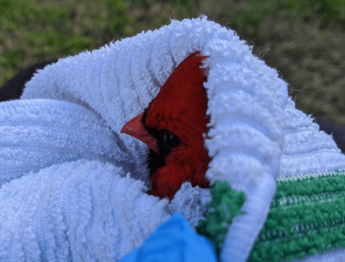 cardinal patient cropped